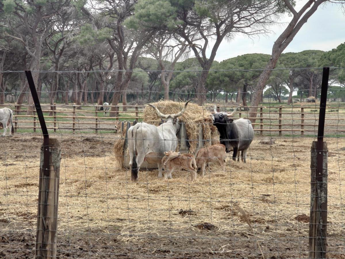 Agriturismo Poderedodici オルベテッロ エクステリア 写真